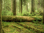 魔幻森林背景密林神秘绿色自然
@ABC输入法