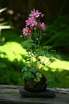 芍道丫头采集到花道