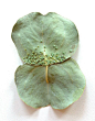 不绣花，只绣“叶”
Hillary Fayle将创意和精湛的手工技艺表达在微小且脆弱的叶片上。 ​​​​