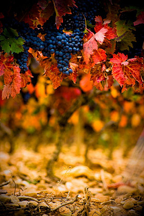 Fall Harvest - stock...