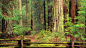 forest California time - Wallpaper (#2089992) / Wallbase.cc