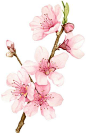 Peach Blossom - Allison Langton watercolor and pencil: 