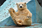 俄罗斯北极熊“做瑜伽”被围观 害羞躲避_网易新闻