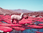 Alpaca river : Road to Patapampa - PerùInfrared digital photography:Full Spectrum Canon EOS R + 24-70mm f/2.8 + IR Chrome filter