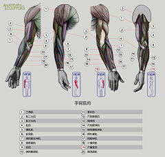 V76B3FA8采集到人体结构