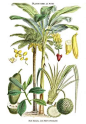 Date & banana palms, Jack fruit & pandanus by William Rhind from his botanical work on edible and medicinal plants. Print of an engraving, undated: 