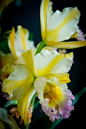 Exotic orchid collections featuring new hybrids, rare specimens,variegated combinations, unusual colorations of orchid flowers.