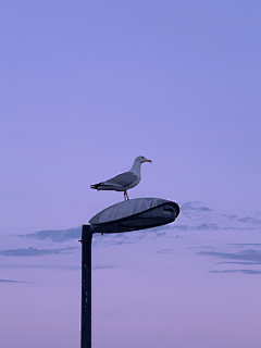 森林中采集到Photo.Purple