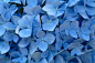 蓝色小花背景的免费照片
