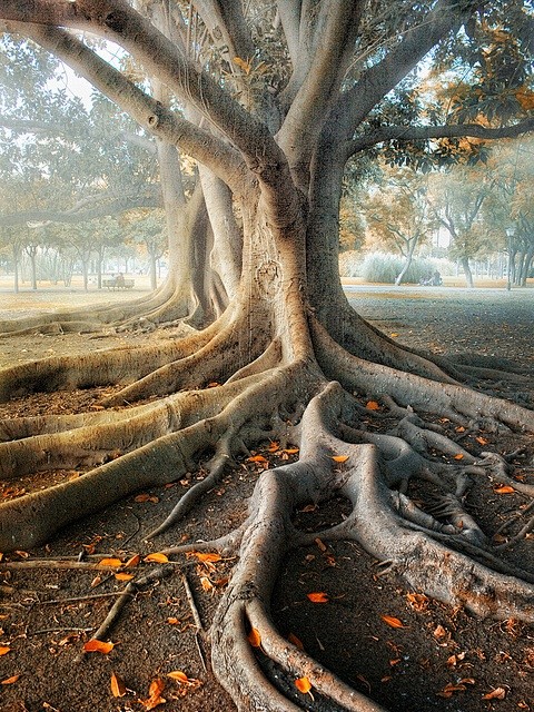 Shrouded Tree, Sevil...