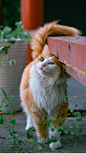 美橘4格，去年5月拍自@玫瑰花园有猫猫 ​​​​