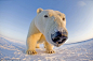 Steven Kazlowski摄影作品：北极熊 [9P] (5).jpg