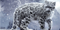 White Snow Leopards Twitter Cover & Twitter Background | TwitrCovers #萌#