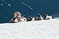 Reindeer cooling on the snow photo by Red Hat Factory (@redhatfactory) on Unsplash : Download this photo in Norway by Red Hat Factory (@redhatfactory)