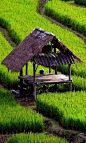 稻田 - Rice Fields