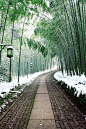 Bamboo path, Japan: 