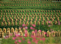 konghuitv采集到私家农场  胚芽活米