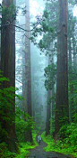 Walking with the giants, Sequoia National Park, California.