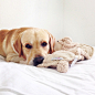 Sawyer the Labrador on Instagram: “Morning snuggles with my @patchworkpetinc Snoozee pillow.  #patchworkpetanddog #patchworkpet #dogtoys #lazysunday #dog #puppy #yellowlab…”
拉布拉多、狗、汪星人