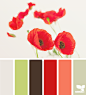 Design Seeds® | for all who ❤ color | poppy hues #色彩#