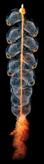 深海奇珍——管水母Marrus orthocanna