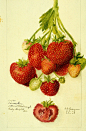 strawberries