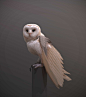 Game Art Owl Study, Tyler Smith : Wanted to make something cute ;)  Used the old Shadow of the Colossus fuzz shell technique to make it fuzzy.