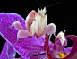 兰花螳螂（Hymenopus coronatu）