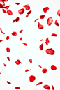 自然,影棚拍摄,落下,红色,玫瑰花瓣_141799946_Petal of red rose where it dances freely_创意图片_Getty Images China