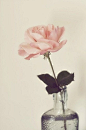 壁纸 iPhone 清新 素材 欧美 句子 插画 素材 摄影作品 花朵花墙蔷薇