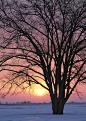 树林树木-晚霞中大树在雪地里的特写高清桌面图片素材