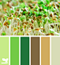 Design Seeds® | for all who ❤ color