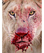 A portrait of a lion with blood dripping from it's mouth.