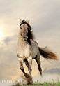 Gray Bashkir stallion: 