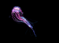 德国摄影师Dirk Weyer惊艳的水母摄影欣赏