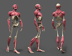 rambor_rambor采集到anatomy