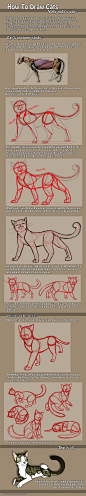 How to draw cats - anatomy by ~Yolly-anda on deviantART