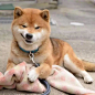 日本网红柴犬Ryuji，今年9岁，可爱痞气的长相、丰富的表情及迷之气场，靠邪魅狷狂的魔性笑容被称为“狗界吴彦祖”！ ​​​​