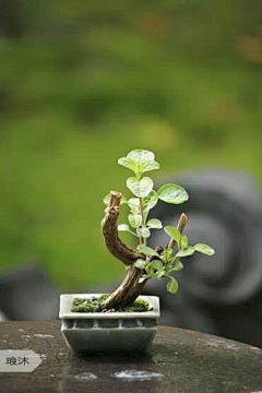 茉莉茉莉莉采集到那些美丽的植物