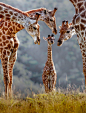一头长颈鹿宝宝被家人围绕