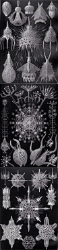 【接力】《自然界的艺术形态》是以恩斯特•海克尔（Ernst Haeckel）的素描或水彩画为脚本，由雕版家Adolf Giltsch制作了超过1000份雕版，从中精选收录形成的合集。对于它的创造者海克尔来说不仅仅是本插画图鉴，还是表达自我世界观的独特触角，执着地赋予他所认识的每一种生物型体以秩序和对称的美感。