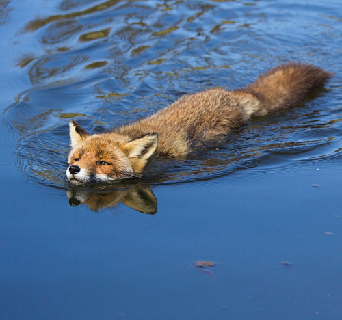 Swimming Red Fox by ...