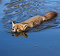 Swimming Red Fox by Angela Louwe 