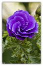 紫葵