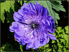 sharon青葙采集到银莲花 海葵花anemones