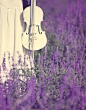 夏日的琴声在紫色的梦里流淌~花瓣儿鱼的《紫情如梦》