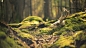 depth of field forests moss nature skulls wallpaper (#1765453) / Wallbase.cc