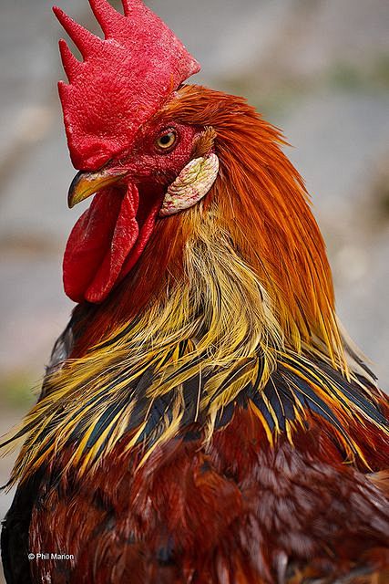Colorful Rooster: