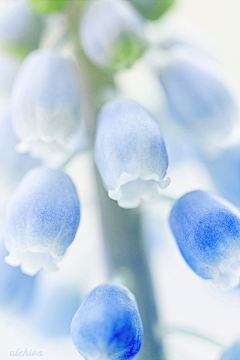 东走西顾的小白采集到大自然の花草