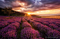 Evgeni Ivanov在 500px 上的照片Lavender field